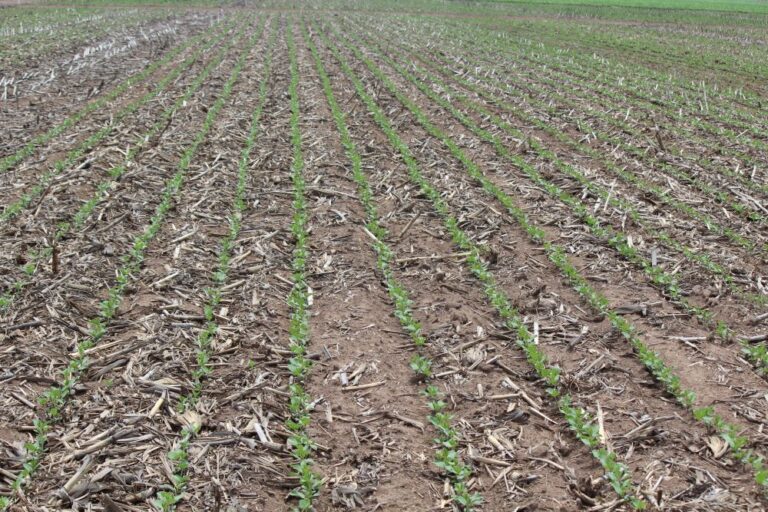 Adiantado, plantio da soja chega a quase 70%