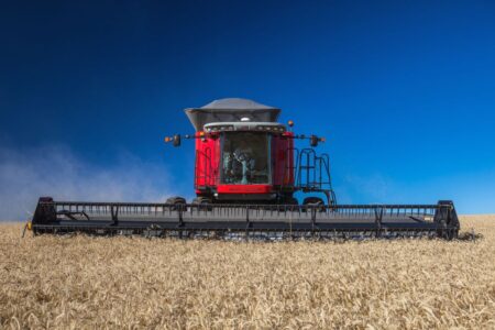 Clima no foco do mercado de trigo e preços seguem estáveis