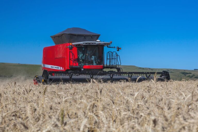 Trigo gaúcho tem produtividade quase 80% superior à do ano passado