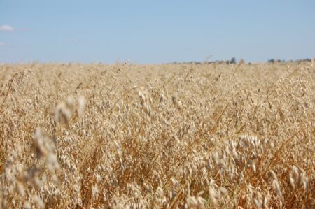 RS avança na colheita do trigo, e negócios no país são pontuais