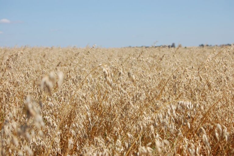 RS avança na colheita do trigo, e negócios no país são pontuais