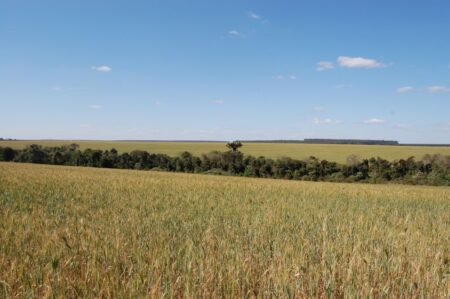 Trigo no RS com produtividade e qualidade preocupantes