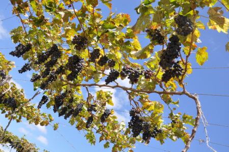 Iniciativa gaúcha transforma bagaço de uva em alimento e cosméticos