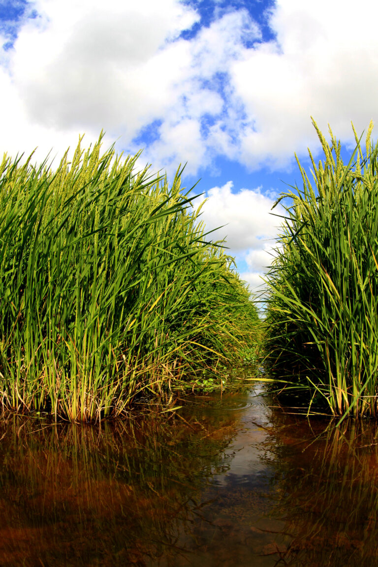 Preços do arroz são salvos pelas exportações