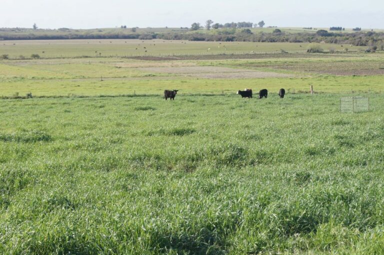 Os providenciais apoios da Fetag-RS a agricultores e pecuaristas familiares