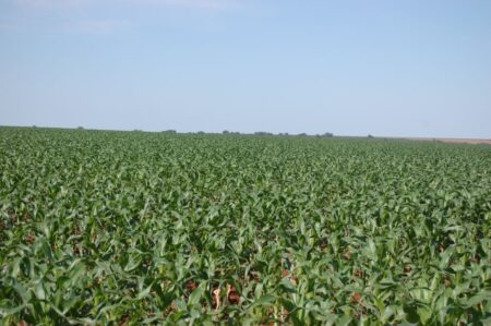 Rio Grande do Sul finaliza o plantio do milho