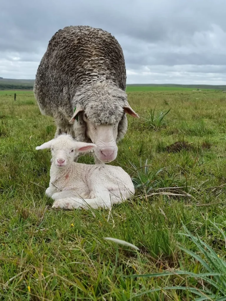 Meta dos ovinocultores para 2025 é aumentar produção e consumo de carne ovina