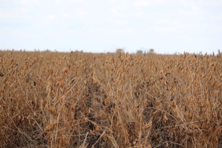 Mercado da soja terá uma semana com novidades