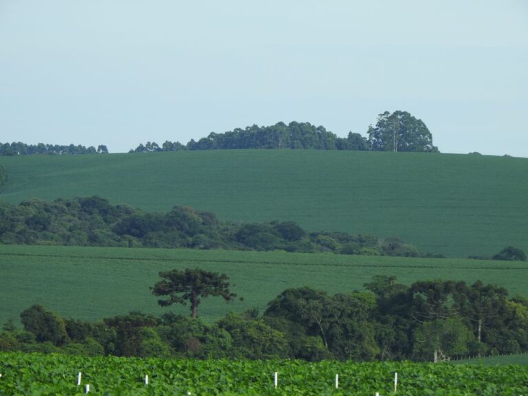 Safra 2024/25 terá a inclusão de 1,45 milhão de hectares