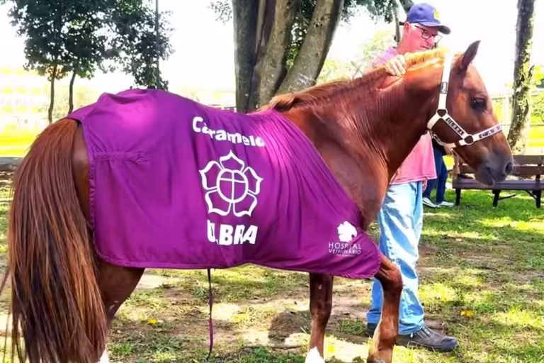 Como será a vida do cavalo Caramelo agora oficialmente adotado pela Ulbra