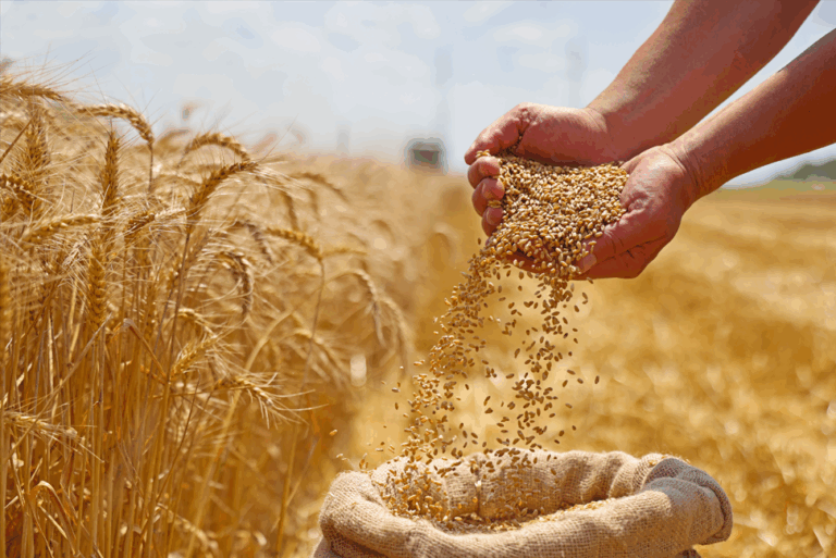 Colheita de trigo avança no Rio Grande do Sul e confirma cenário promissor para a safra 2025